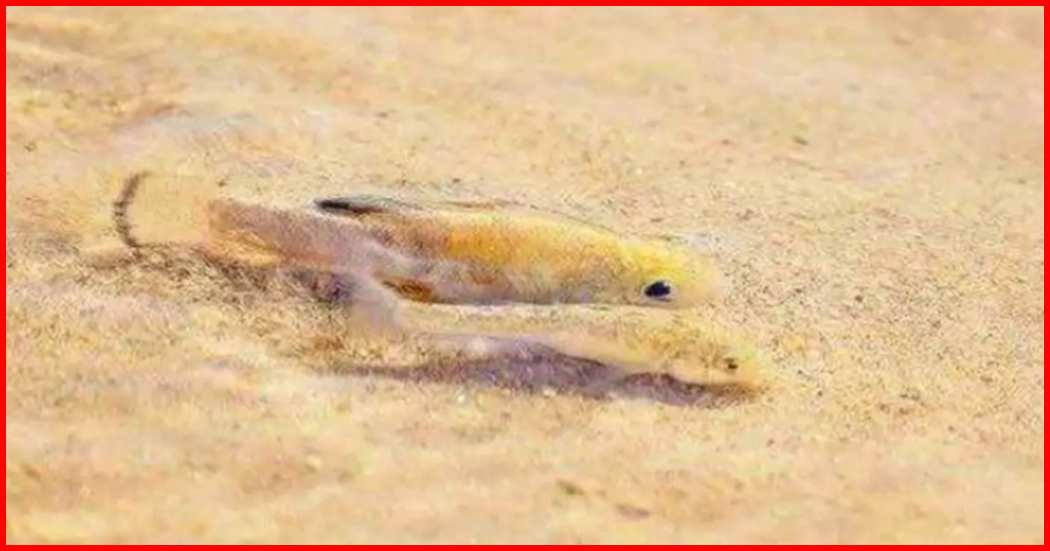 Desert Fish