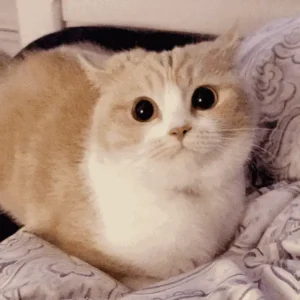 cat meow