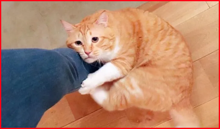 Cat File photo