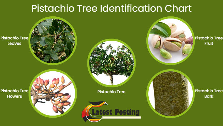 pistachio tree chart pistachio tree chart