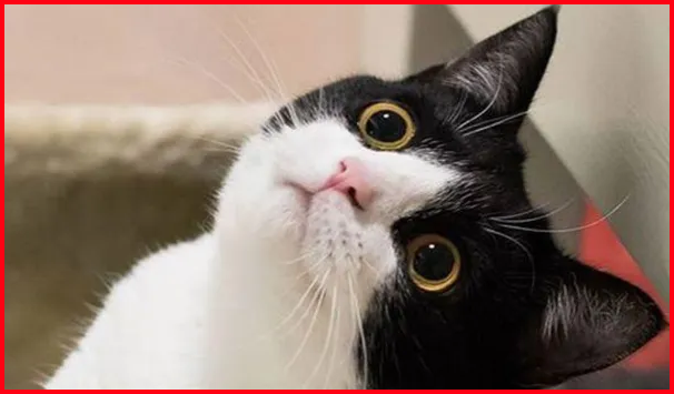Cat file photo