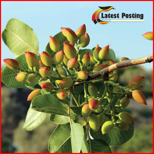 pistachio tree pistachio tree