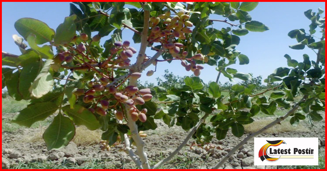 pistachio tree