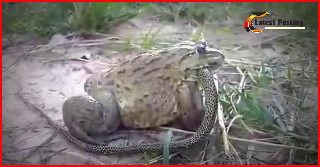Eat snakes